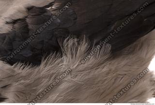 feathers 0013